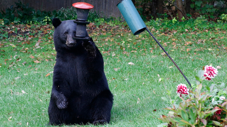 Bear playing at bird feeder
