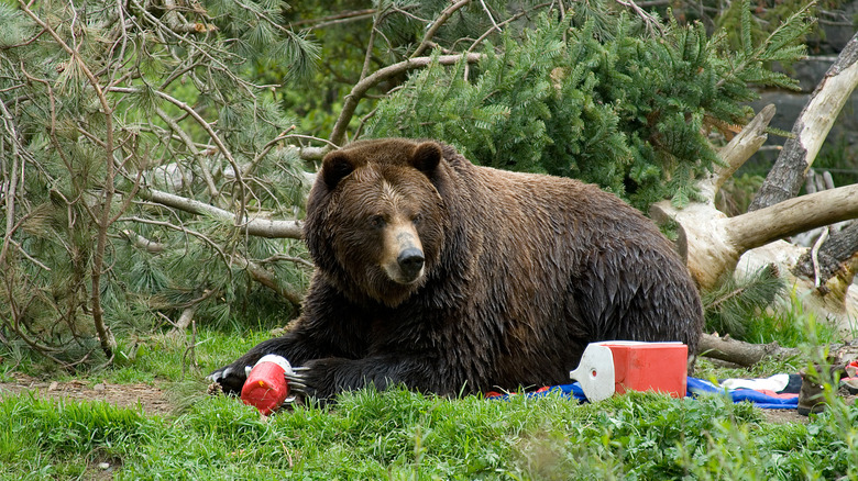 Brown bear trashing campsite with coolers