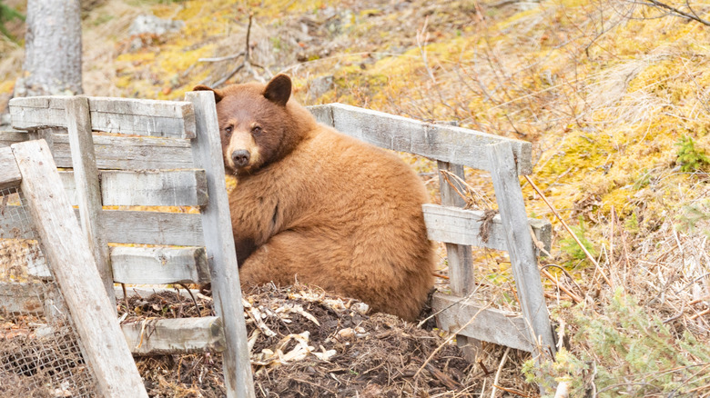 Brown bear in compost pile