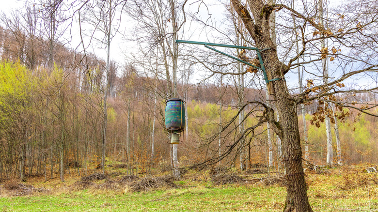 Deer feeder hanging in a tree
