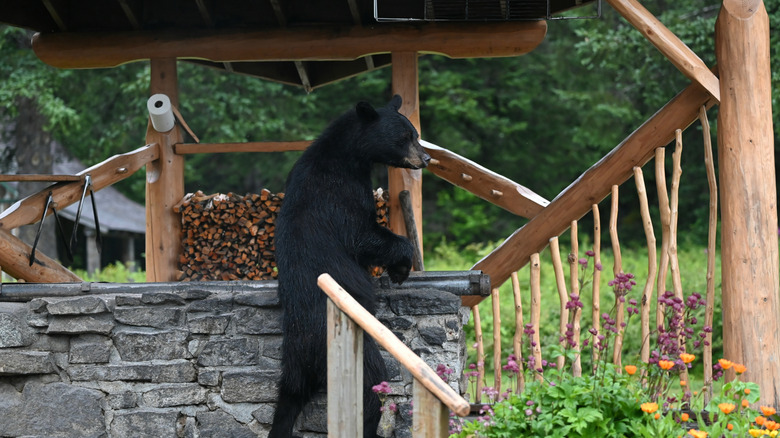 Bear exploring a stone bbq grill