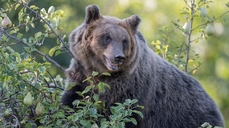 Brown bear in a pear tree