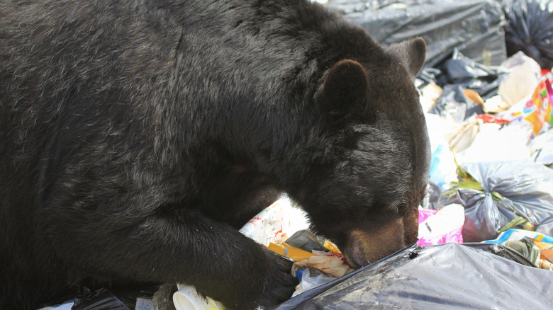 Bear rifling through garbage