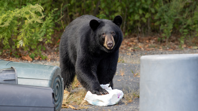 Black bear getting into garbage