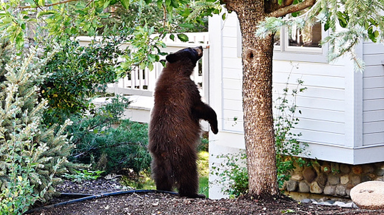 Young bear standing in yard looking into home
