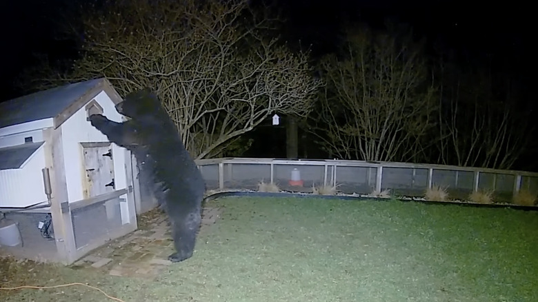 Black bear attacking chicken coop