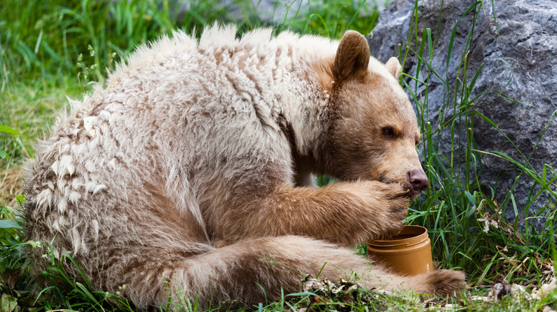 Bear eating from a jar