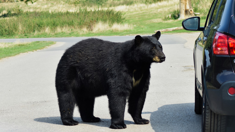 Bear looking at car