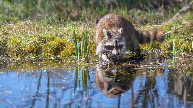 Raccoon fishing at a pond