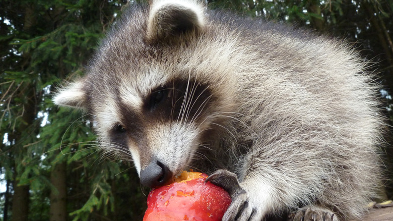 Raccoon eating fruit in a garden