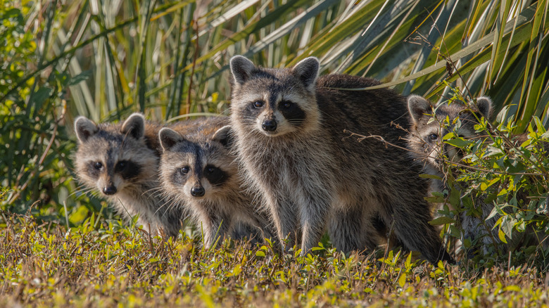 Several raccoons on a lawn