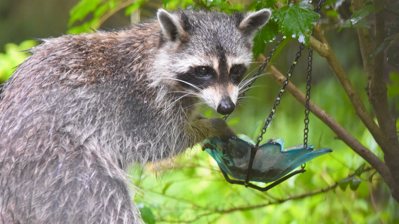Raccoon eating at a bird feeder