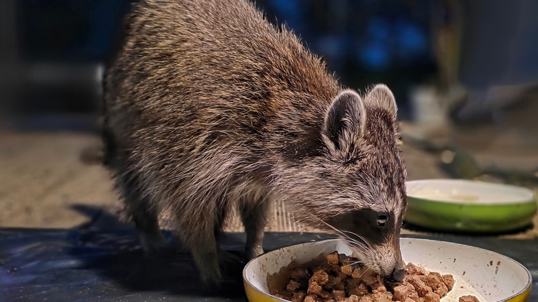 Raccoon eating pet food left outside