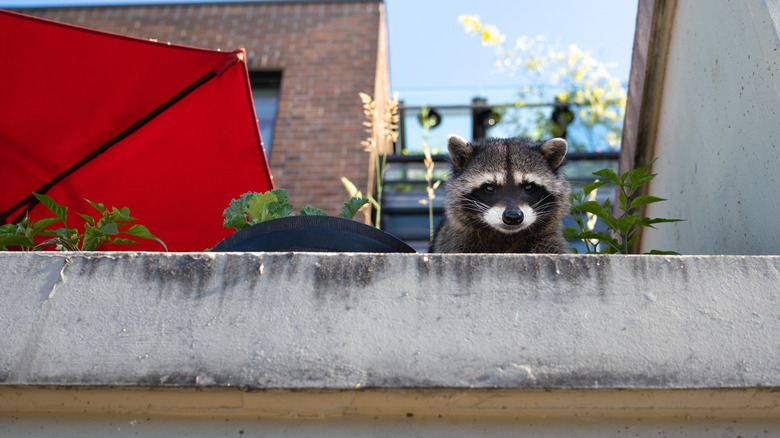 Raccoon on a patio
