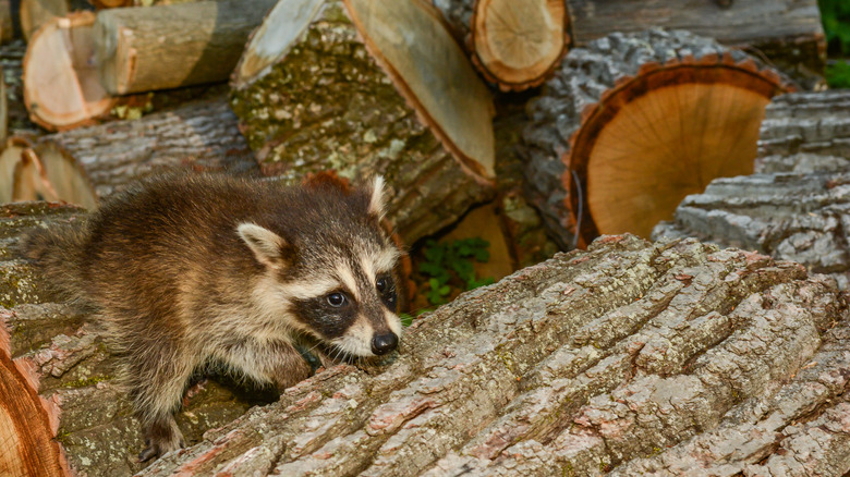 Raccoon snooping around firewood