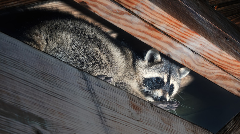 Raccoon in the rafters