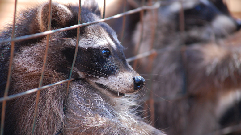 Raccoon reaching through fence