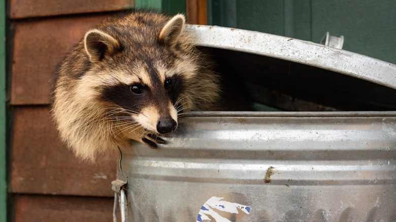 Raccoon in a garbage can
