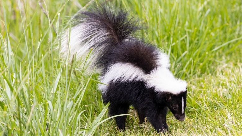 A striped skunk digging for food