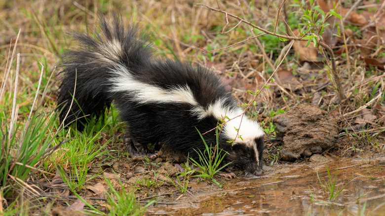 A striped skunk drinking from a water source
