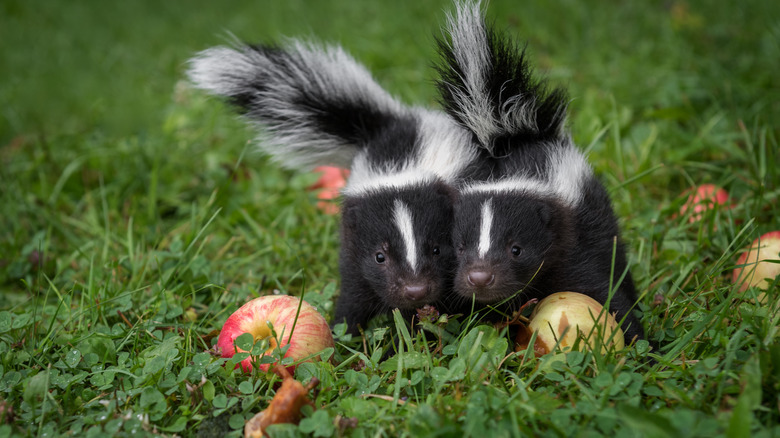 Two skunks next to fallen apples in a grassy area