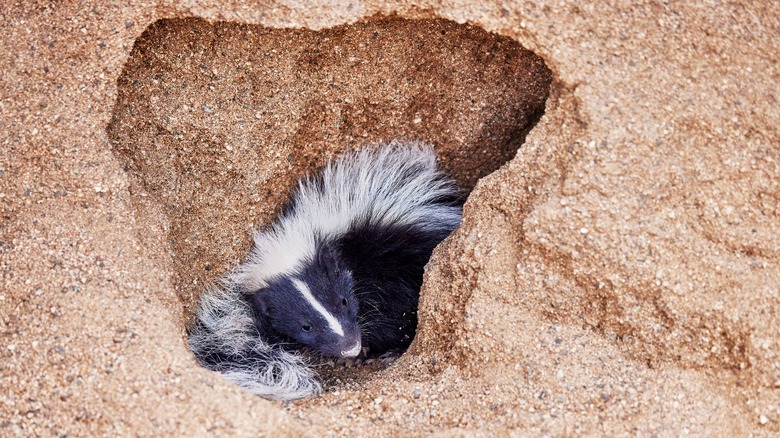 A skunk peering out from a hole in the ground