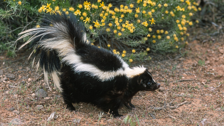 A striped skunk in the wild