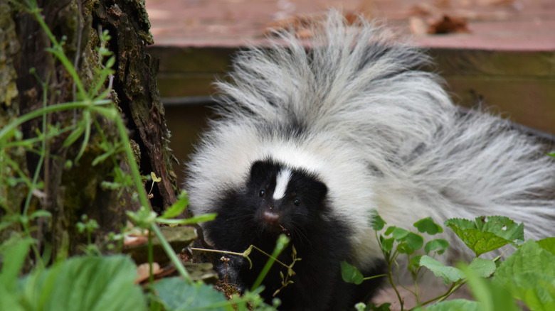 A baby skunk emerging from a den under a deck