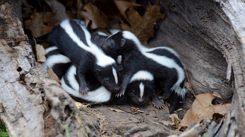 A family of skunks in a tree hollow