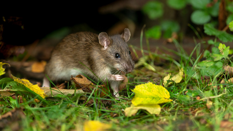 A close-up of a brown rat