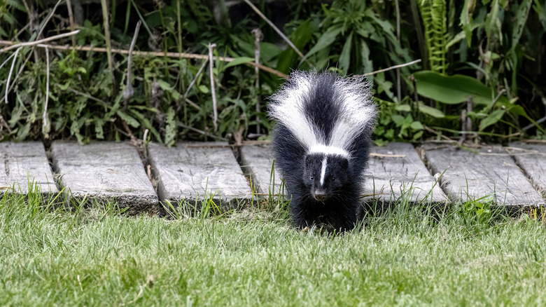 A striped skunk in a garden