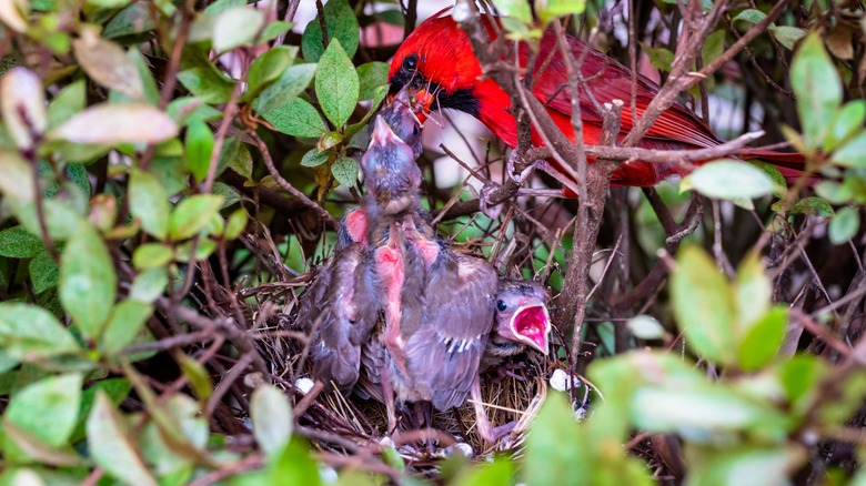 Male cardinal feeding the babies in a secluded nest