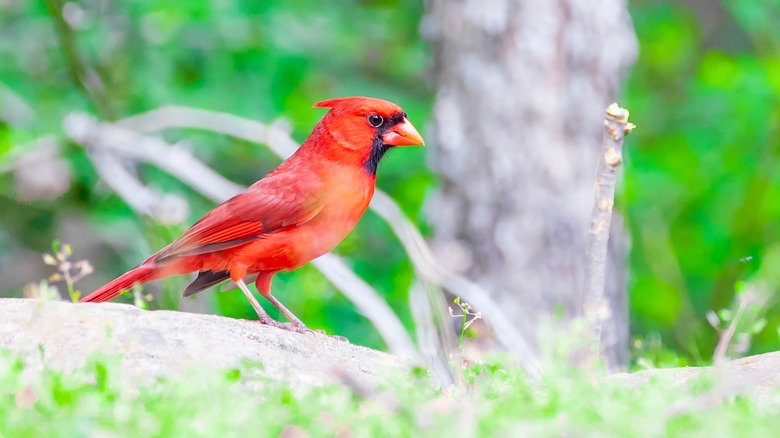 bright red cardinal on a branch in the trees