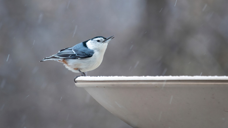 nuthatch visits a birdbath in winter