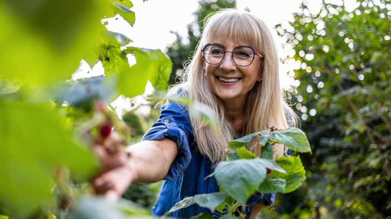Woman picking undefined berries from a bush
