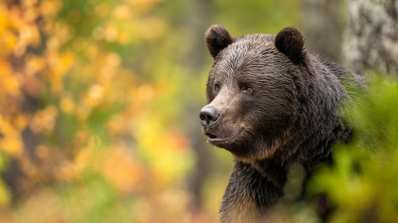 Brown bear in autumn woods