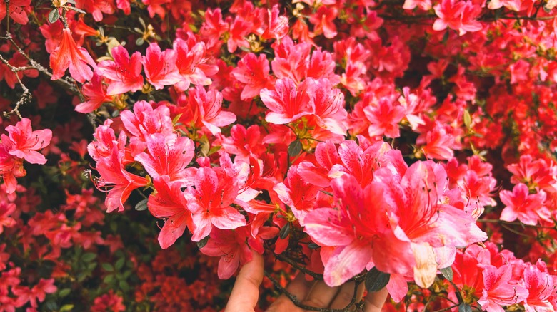 A beautiful bush with pink azalea flowers