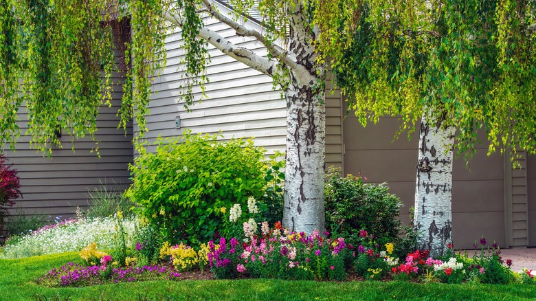 Birch trees rising above a colorful flower bed