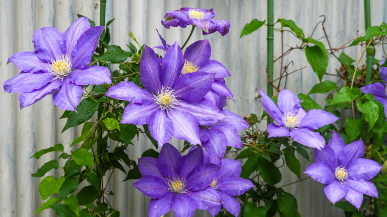 Purple clematis flowers on full display