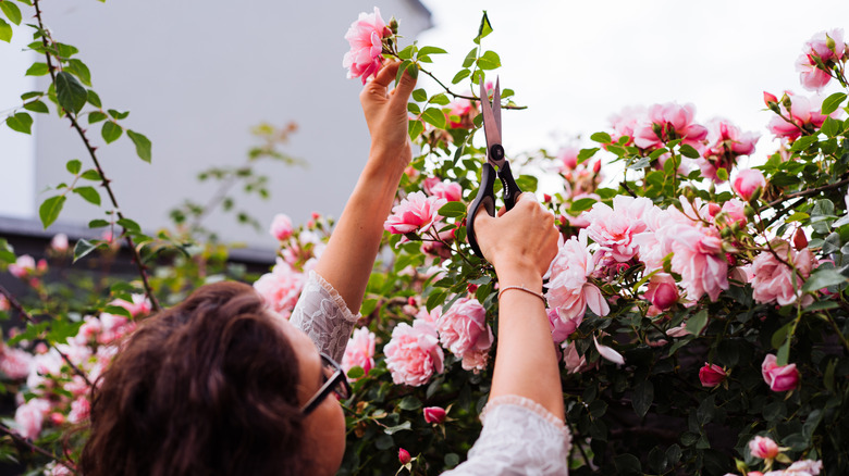 A woman pruning roses