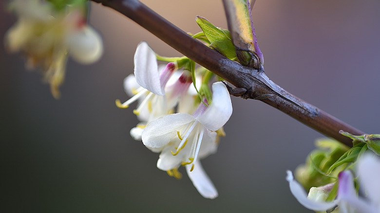 Winter honeysuckle in bloom