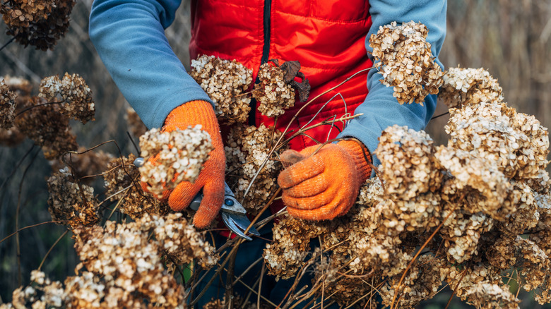 A gardener with orange gloves pruning a hydrangea plant