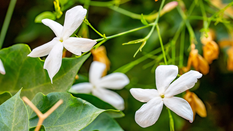 White jasmine flowers on a branch
