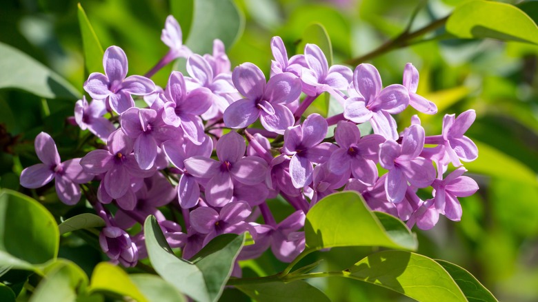 A lilac flower in bloom