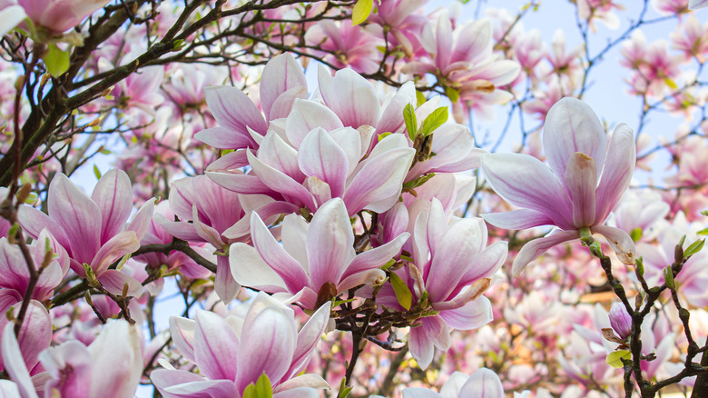 A magnolia tree in full bloom