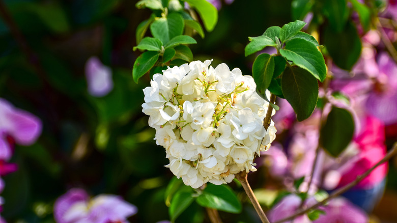 An oakleaf hydrangea flower head