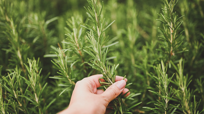 A gardener's hand harvesting rosemary