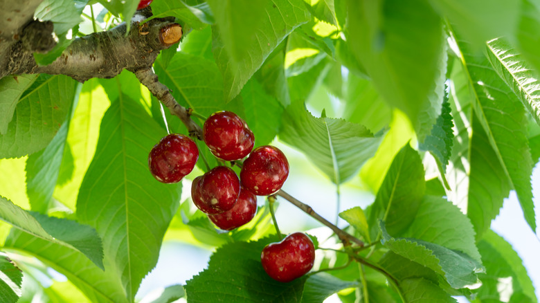 Ripe cherries on a tree