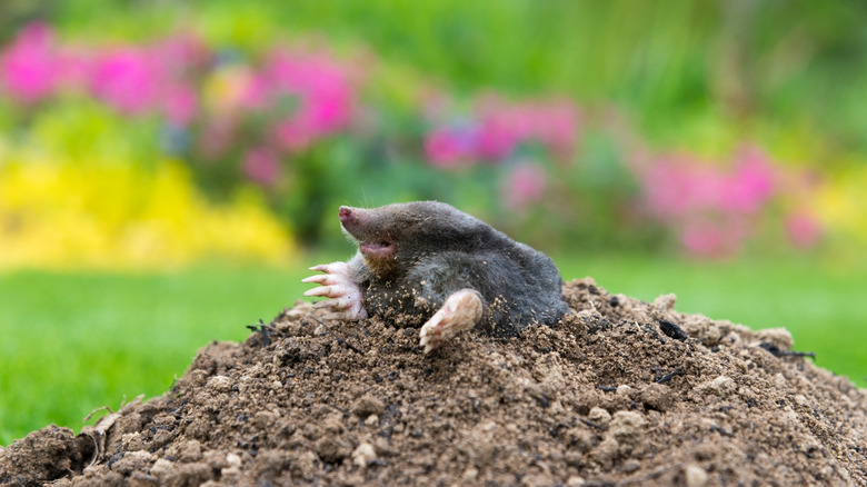 Mole in someone's yard