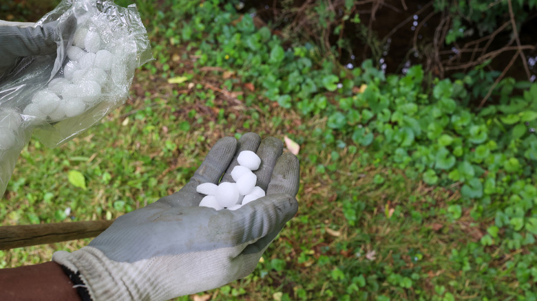 Person with mothballs in hand